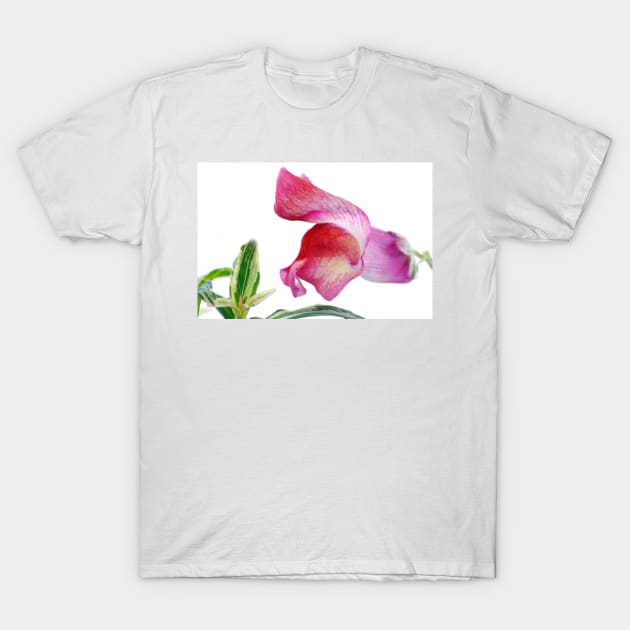 Antirrhinum majus  'Frosted Flame'  Snapdragon T-Shirt by chrisburrows